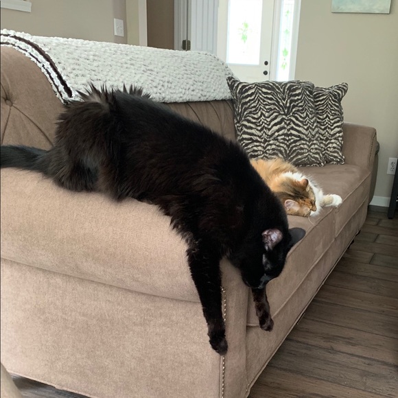 I’m Robin, your Posh Ambassador! - Picture 6 of 7